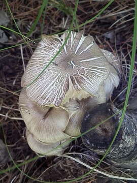 Image of Megacollybia fallax (A. H. Sm.) R. H. Petersen & J. L. Mata 2008