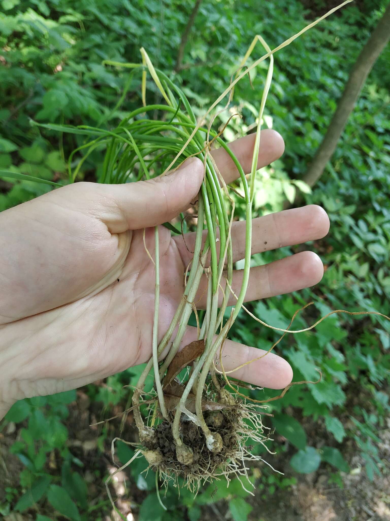 Image de Ail des jardins