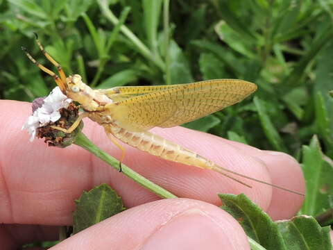 Image of Hexagenia Mayfly