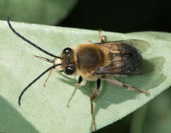 Image of Eucera frater (Cresson 1879)