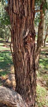 Image of Eucalyptus baueriana subsp. thalassina Rule