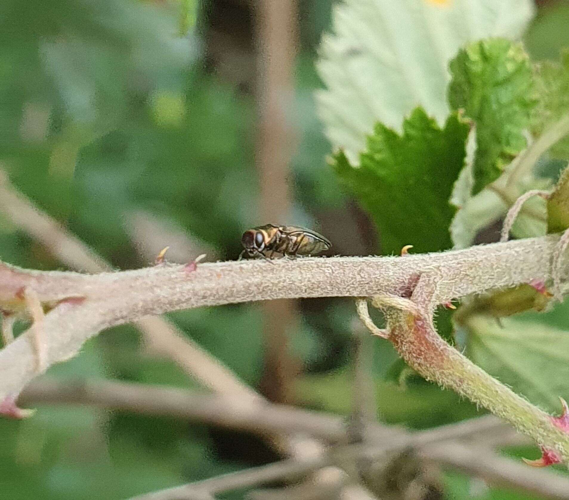 Image of Rose Stem Girdler