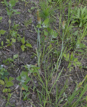 Image of Orange Foxtail