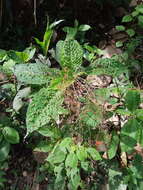 Image of Acalypha platyphylla Müll. Arg.