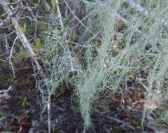 Image of cartilage lichen