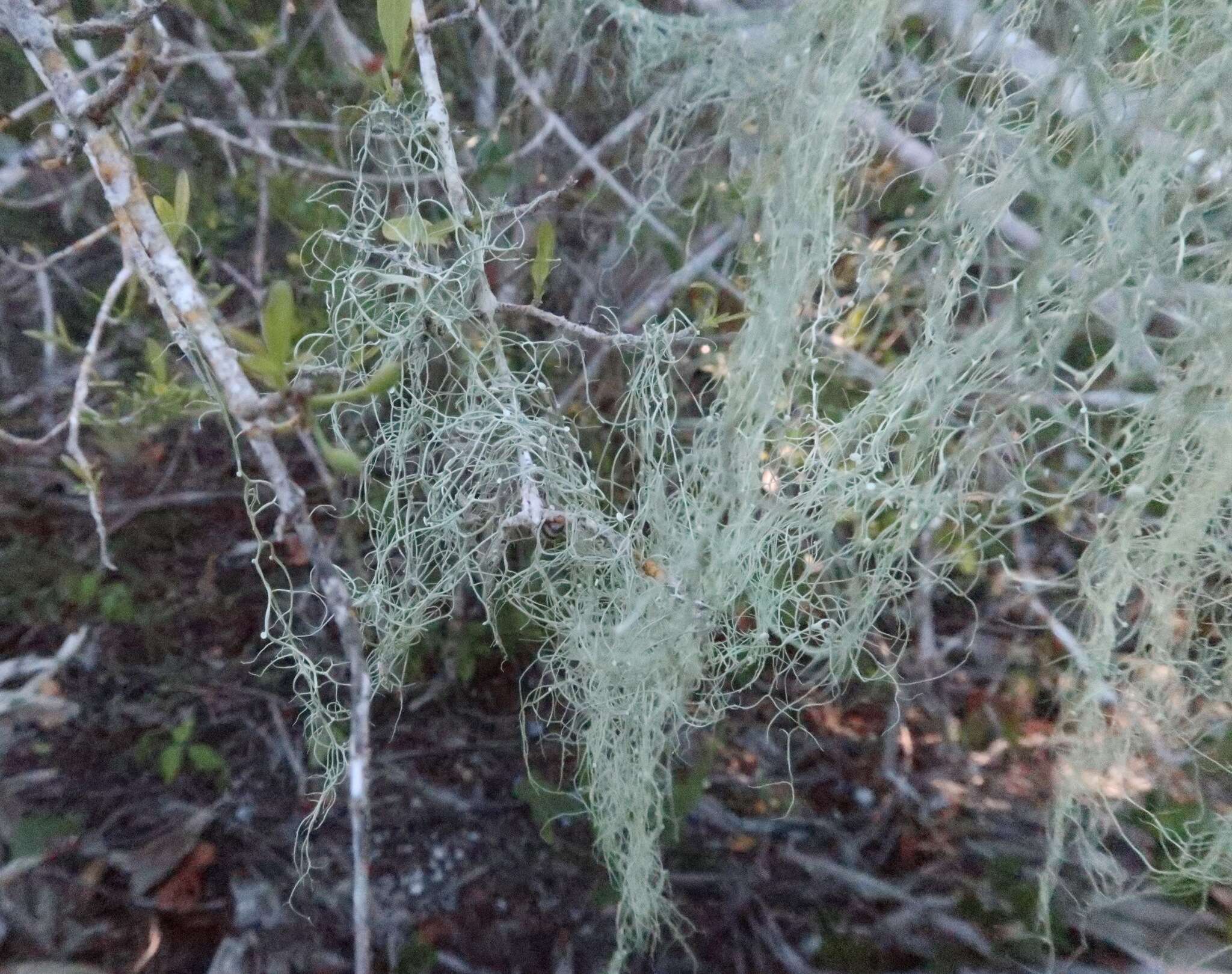 Image of cartilage lichen