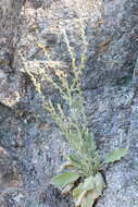 Imagem de Verbascum rotundifolium Ten.