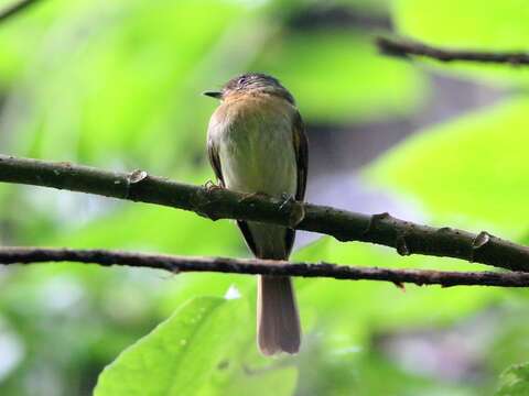 Image of Rufous-breasted Flycatcher