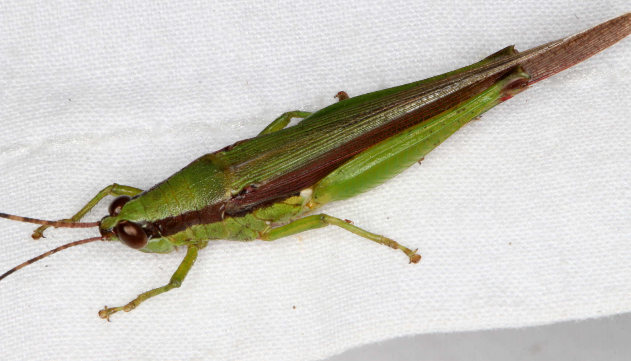 Image of Gesonula mundata (Walker & F. 1870)