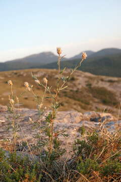 Centaurea sterilis Stev. resmi