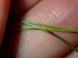 Image of Harebell