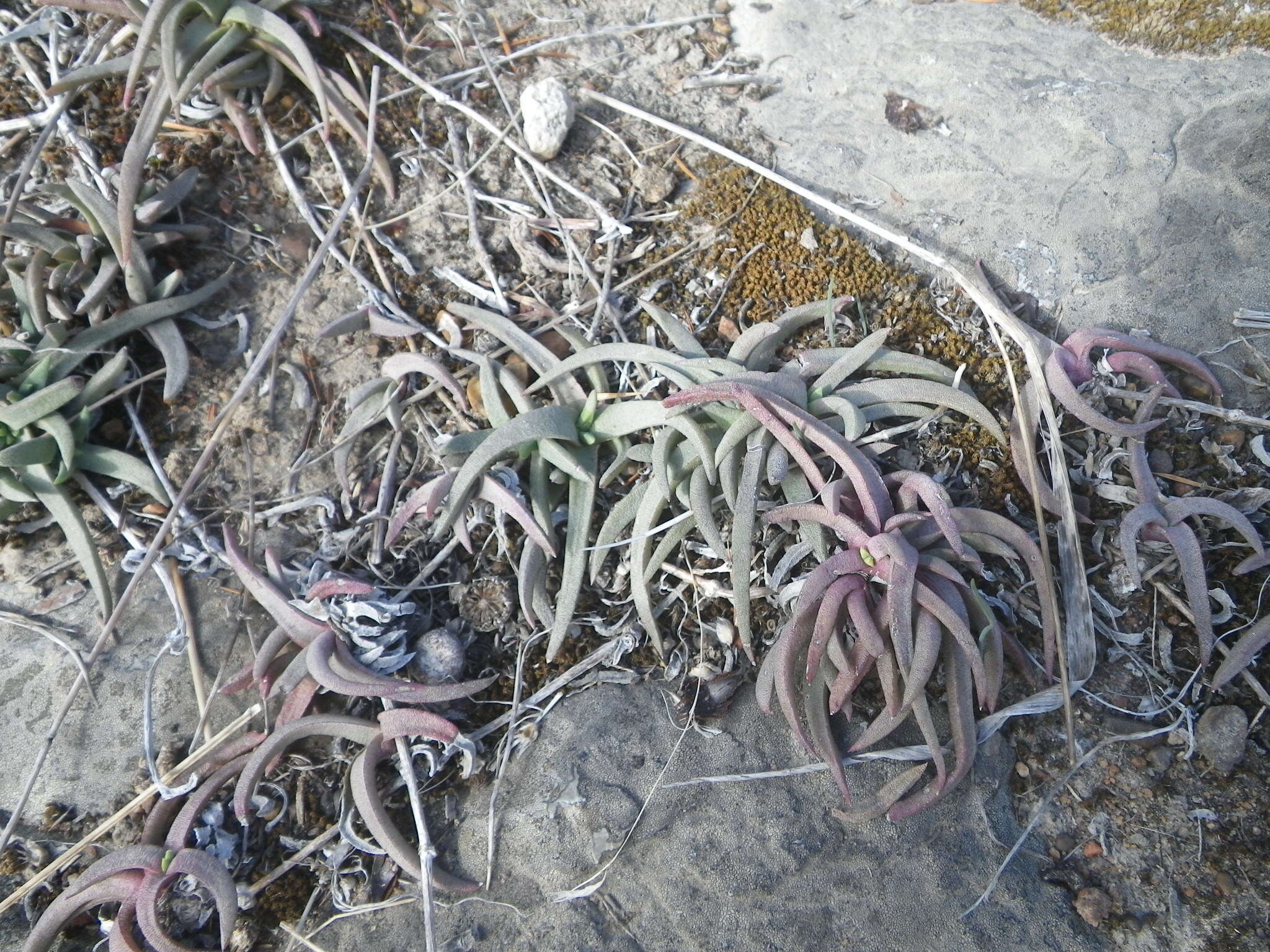 Image of Cephalophyllum parviflorum L. Bol.