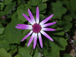 Imagem de Pericallis lanata (L'Hér.) B. Nord.