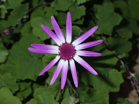 Image of Pericallis lanata (L'Hér.) B. Nord.