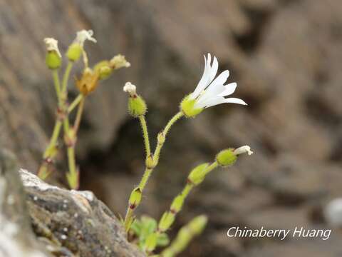 Image of Cerastium morrisonense Hayata