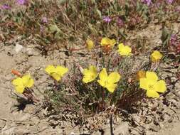 Eulobus sceptrostigma (Brandegee) W. L. Wagner & Hoch resmi