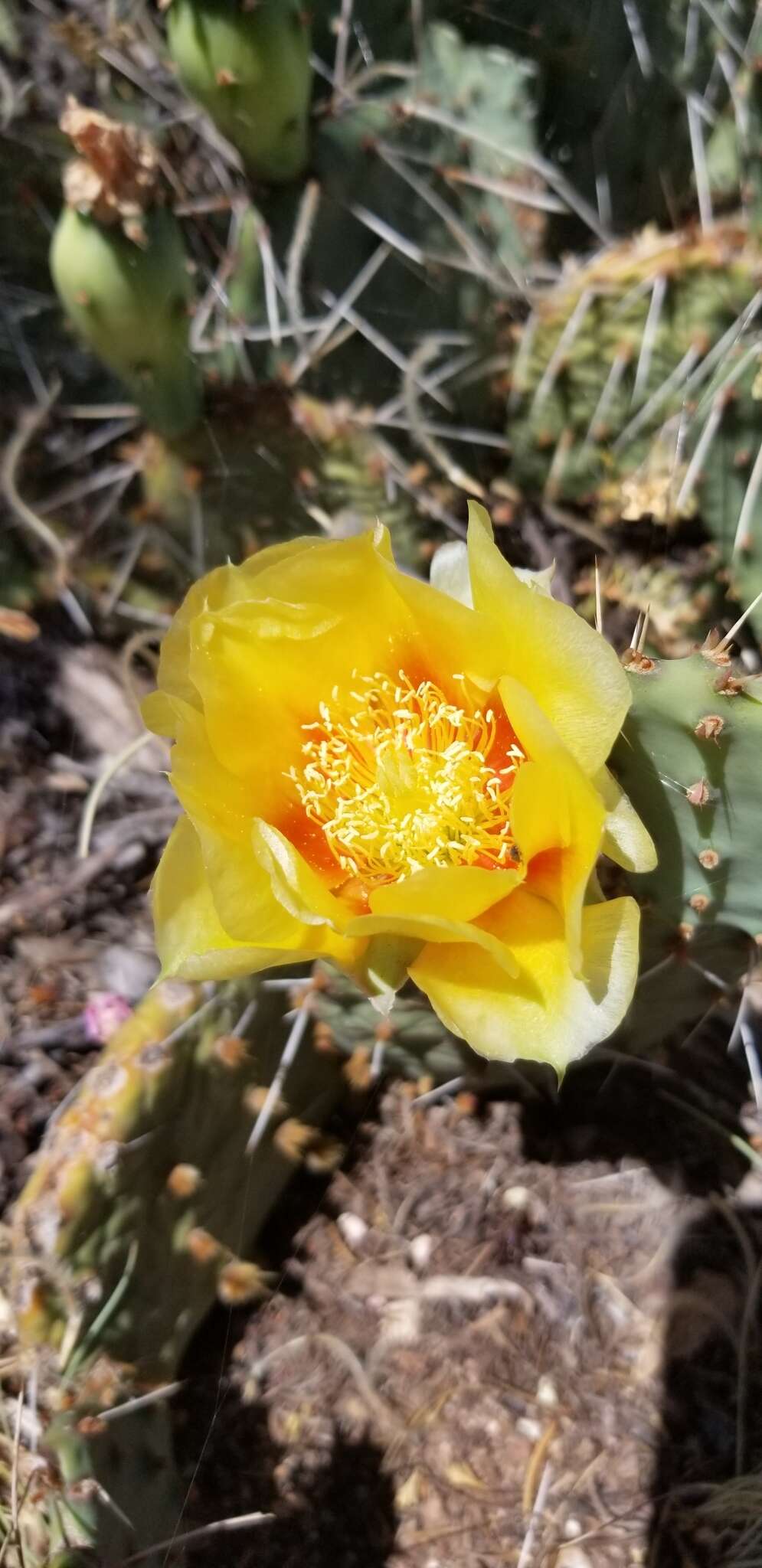 Image of twistspine pricklypear
