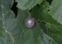 Image of Furry Hair Snail