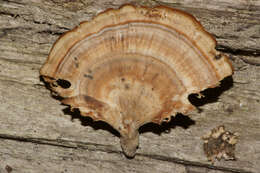 Image of Trametes ectypa (Berk. & M. A. Curtis) Gilb. & Ryvarden 1987