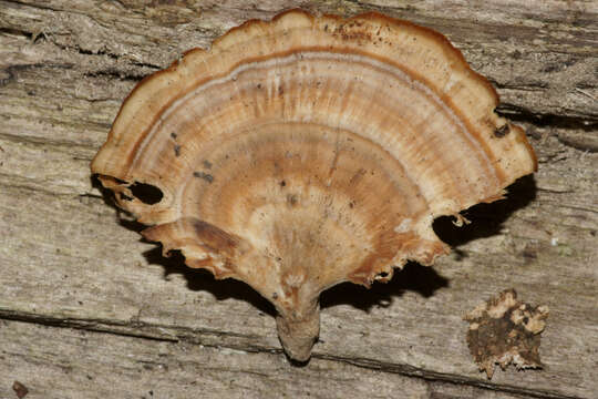 Image of Trametes ectypa (Berk. & M. A. Curtis) Gilb. & Ryvarden 1987