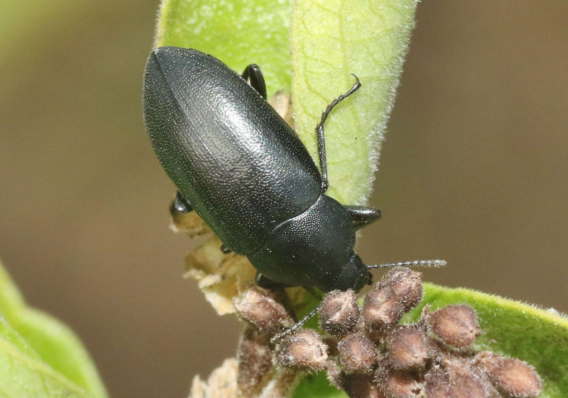 Image of Phegoneus (Phegoneus) julichi (Casey 1891)