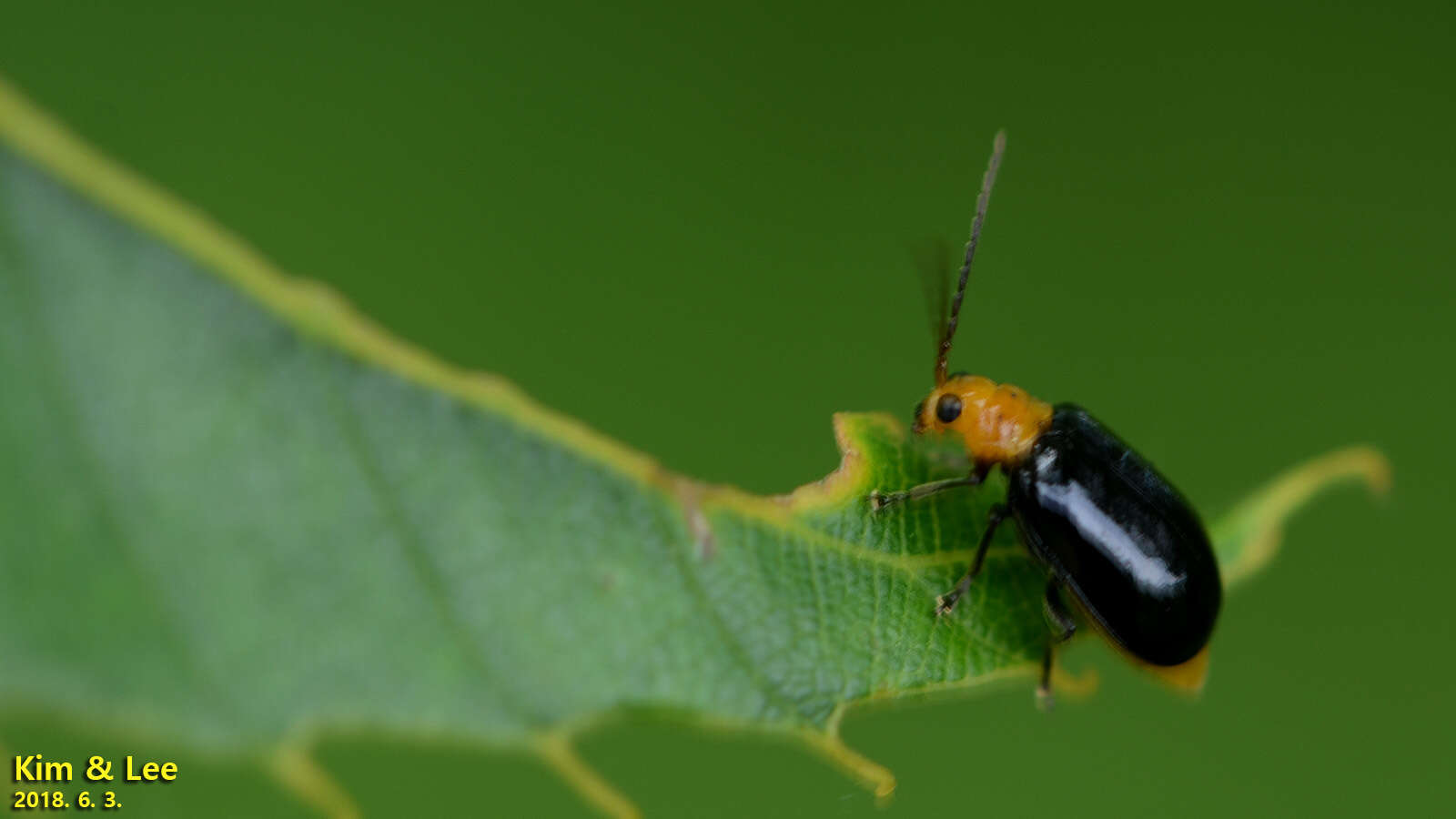 Image of <i>Aulacophora nigripennis</i>