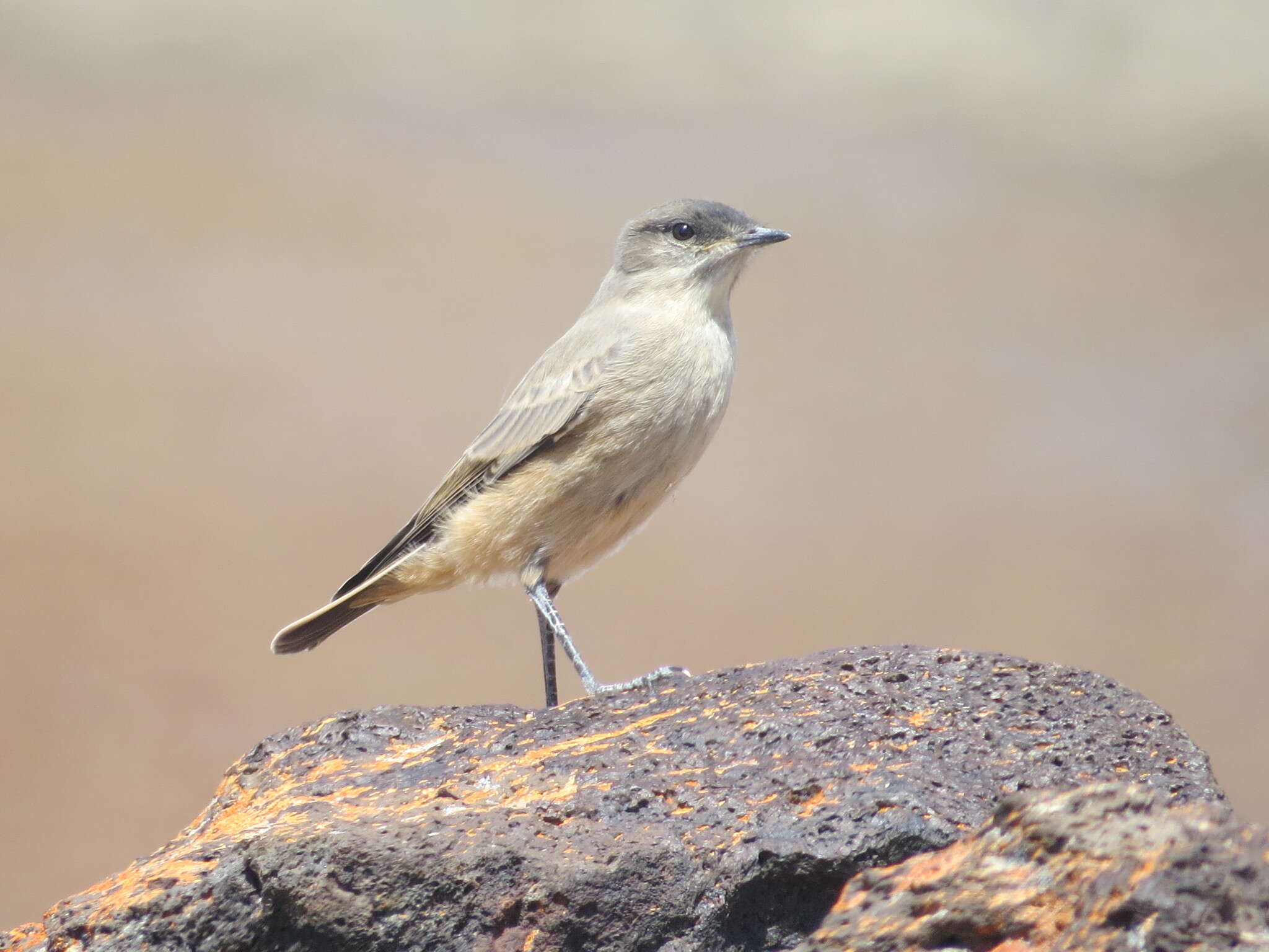 Muscisaxicola capistratus (Burmeister 1860) resmi