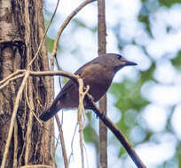 Image of Bower's Shrike-thrush