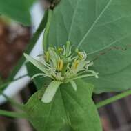 Image de Passiflora henryi Hemsl.