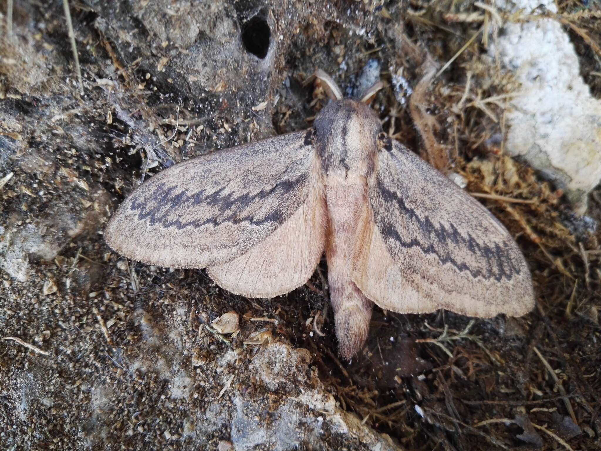 Image of Pachypasa otus Drury 1770