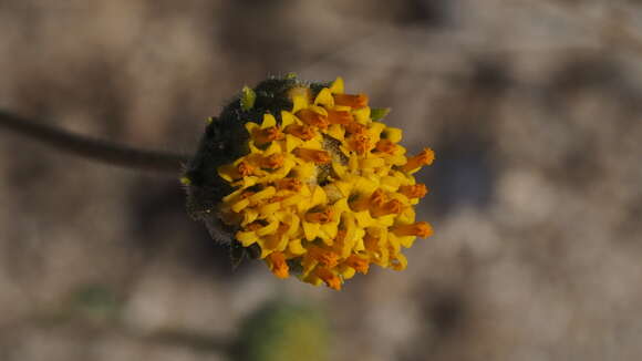 Imagem de Encelia frutescens var. frutescens