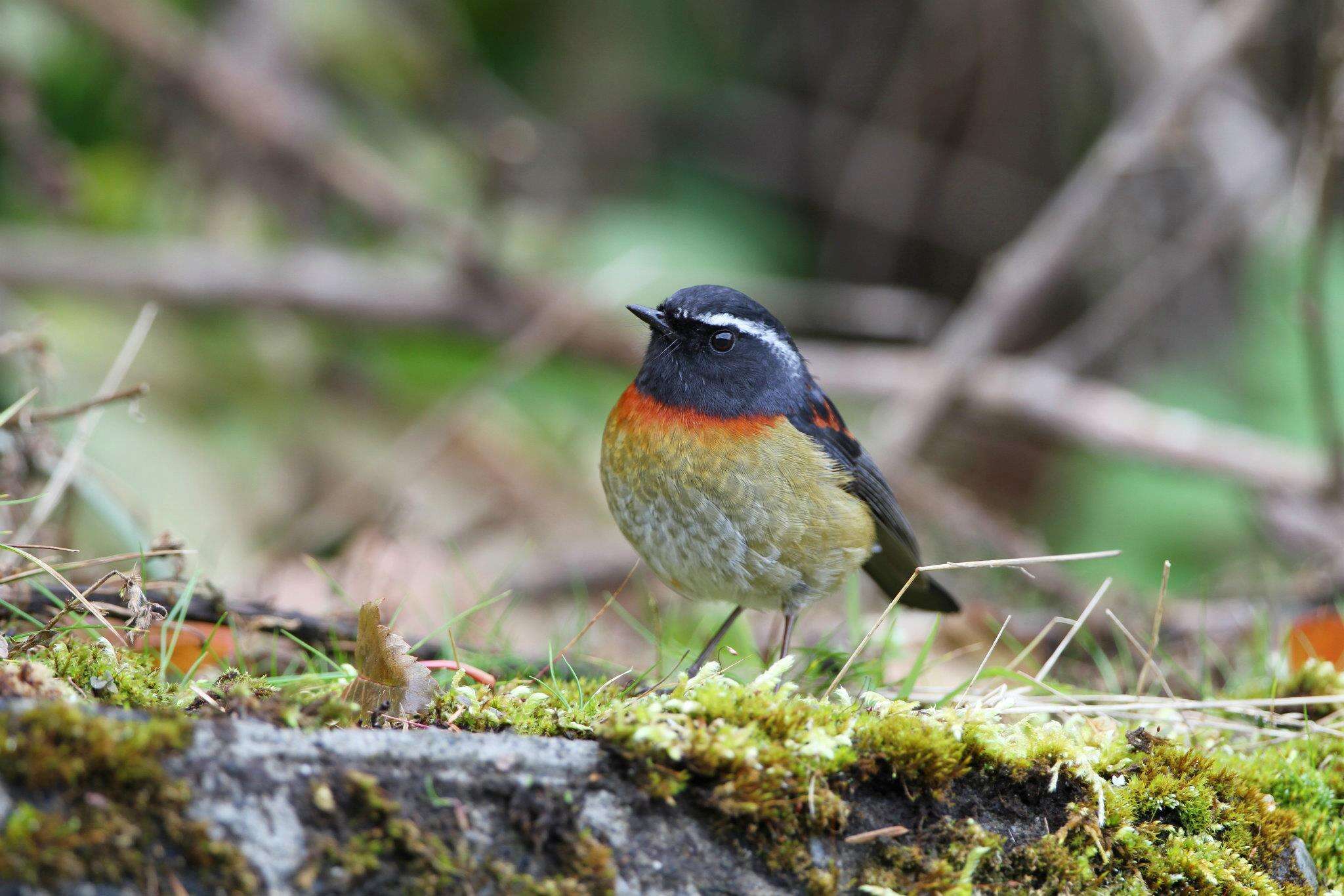 Image of Collared Bush Robin