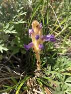 Image of Orobanche coerulescens Stephan