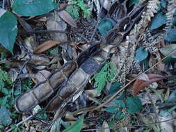 Imagem de Mucuna macrocarpa Wall.