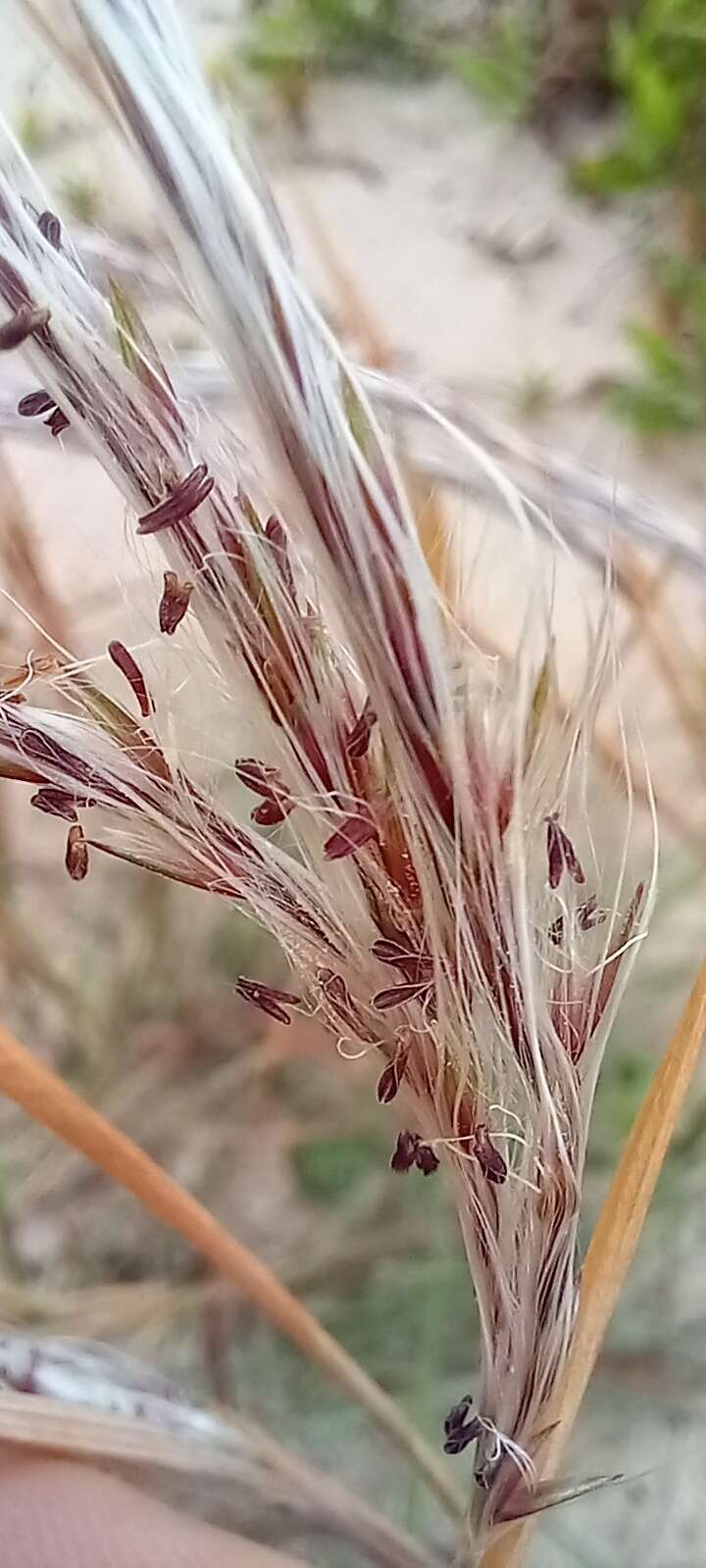 Plancia ëd Andropogon arenarius Hack.