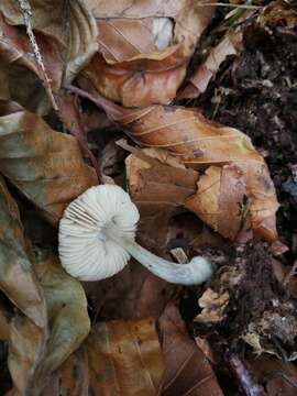 Image of Wrinkled Shield