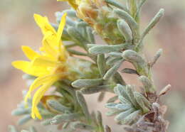 Image of Oedera oppositifolia (DC.) N. G. Bergh