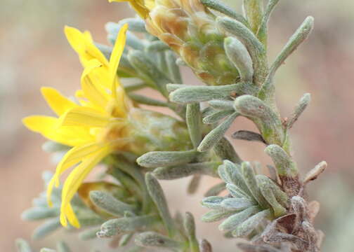 Imagem de Oedera oppositifolia (DC.) N. G. Bergh