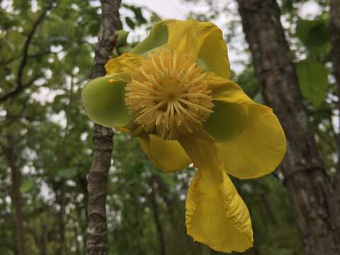 Plancia ëd Dillenia obovata (Bl.) Hoogl.