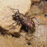 Image of Cicindela (Calomera) littoralis Fabricius 1787