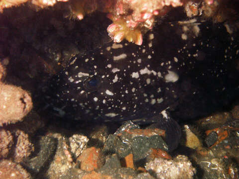 Image of Black cod