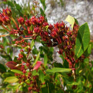 Lyonia lucida (Lam.) C. Koch resmi