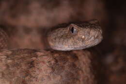 Image of Tiger Rattlesnake