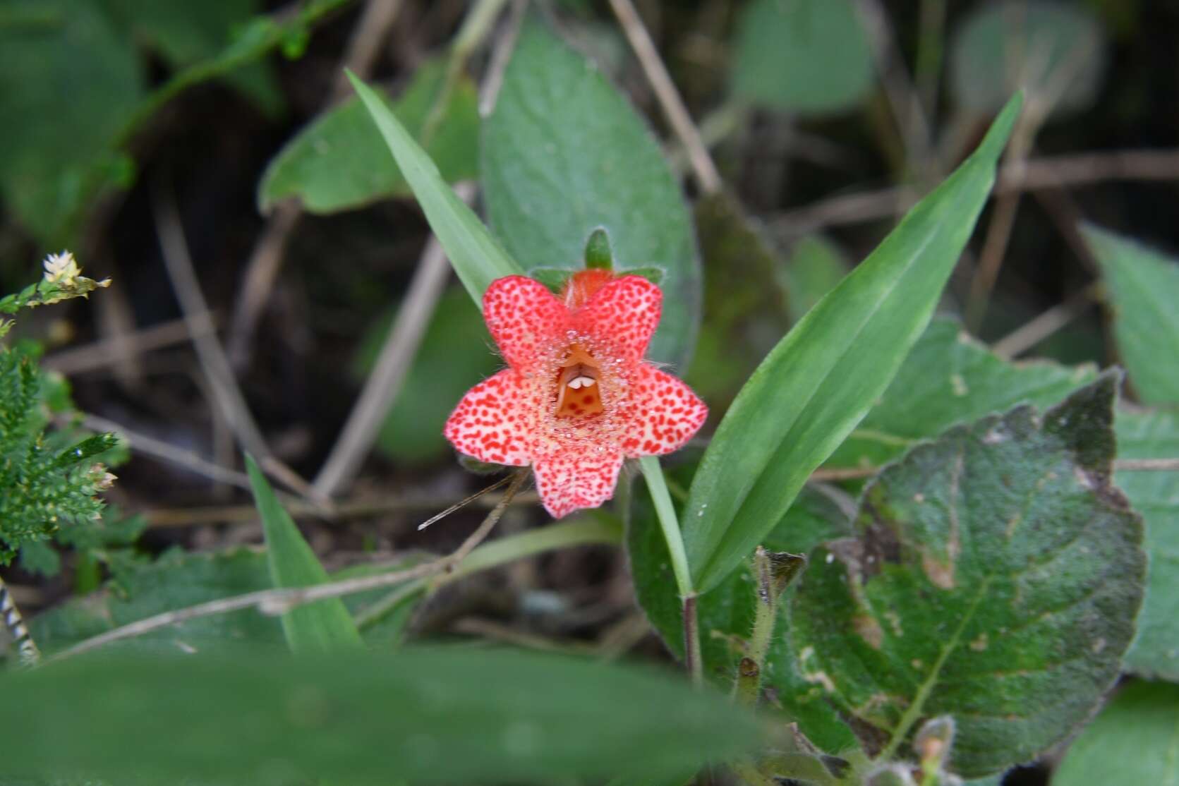 Imagem de Kohleria rugata (Scheidw.) L. P. Kvist & L. E. Skog