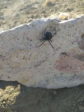 Image of Latrodectus mirabilis (Holmberg 1876)