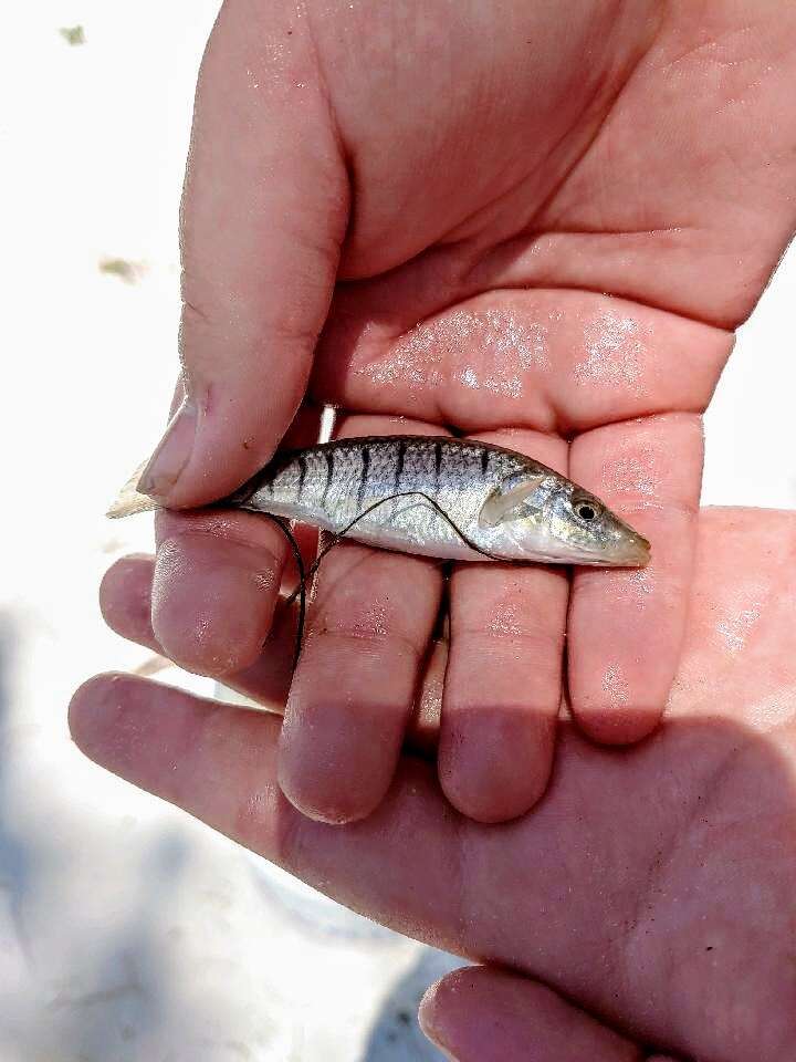 Image de Fundulus similis (Baird & Girard 1853)