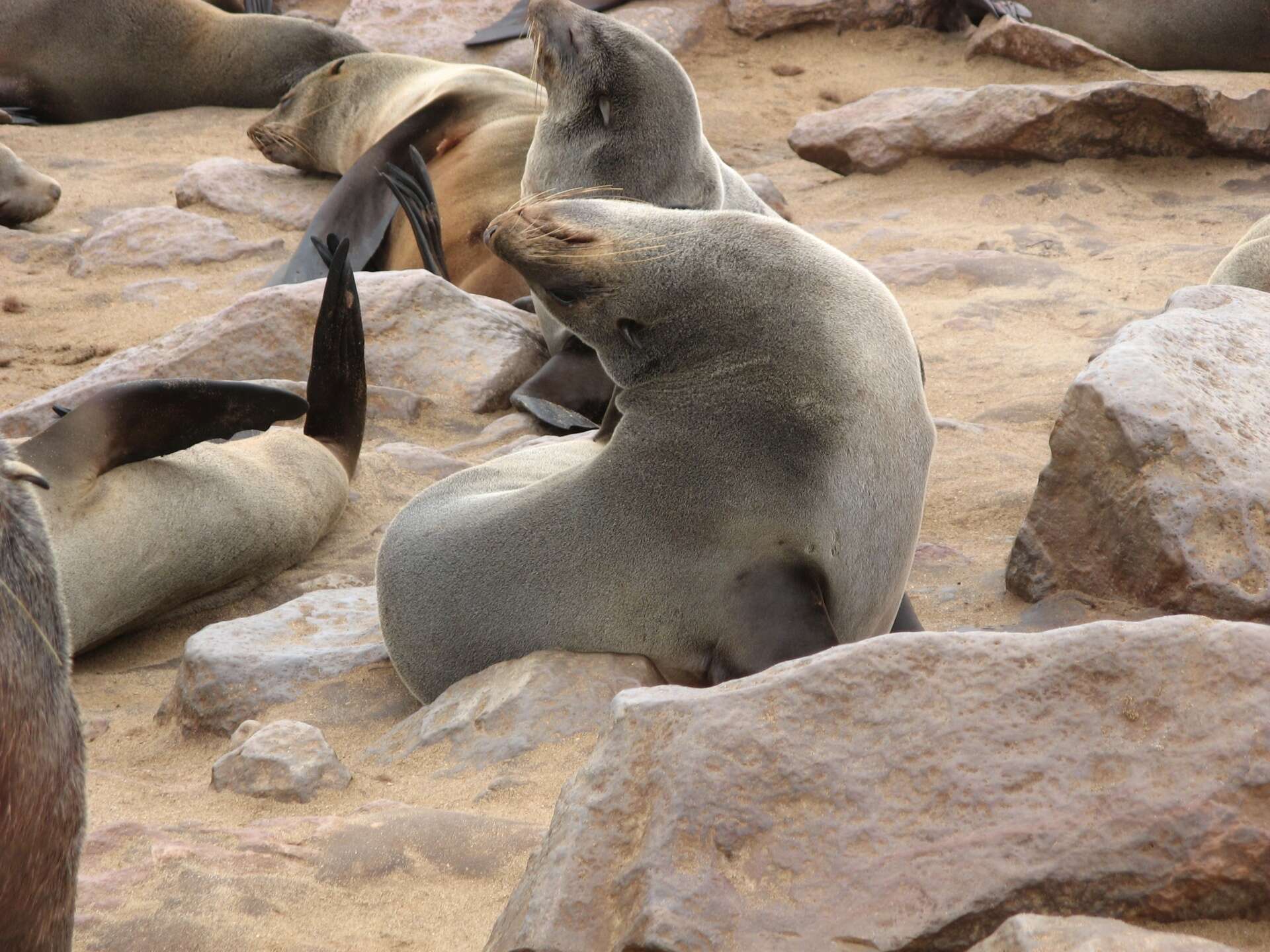 Image of Cape fur seal