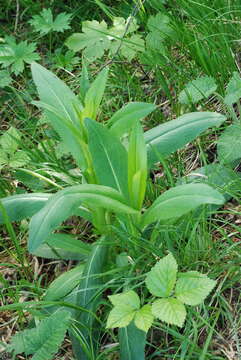 Imagem de Carduus defloratus subsp. summanus (Pollini) Arcang.