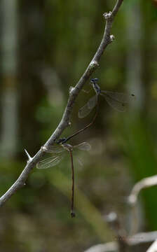 Image of Lestes spumarius Hagen ex Selys 1862