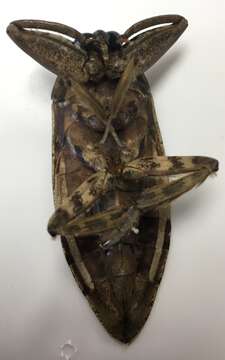 Image of Uhler's Water Bug